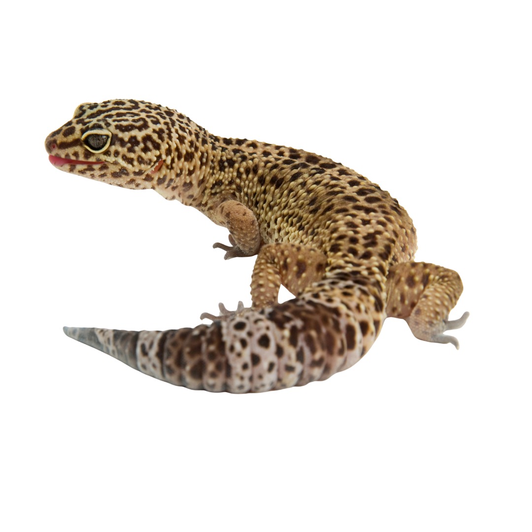 Gecko leopardo