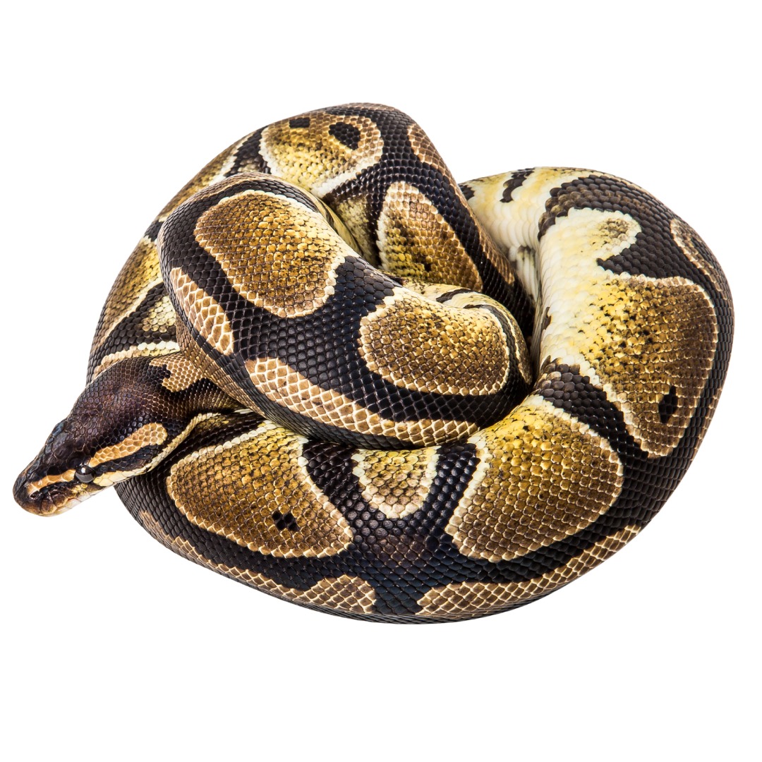 Venta mayorista