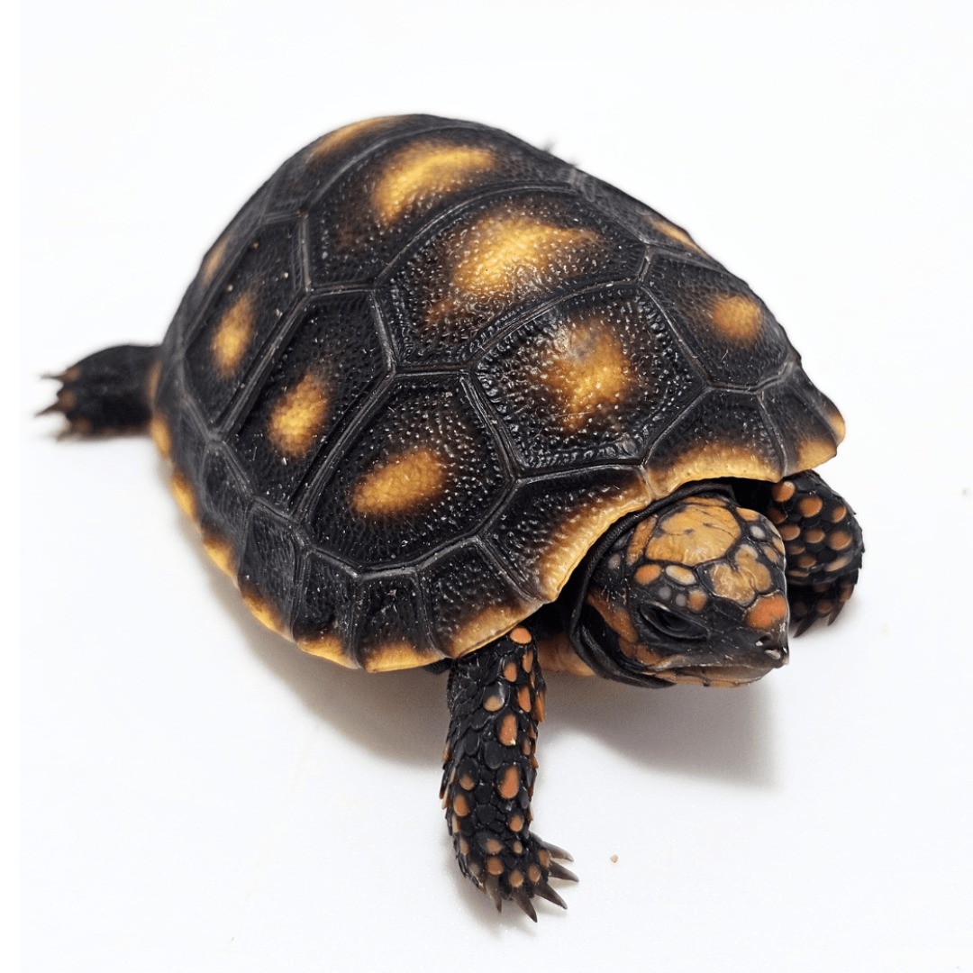 Tortuga patas rojas