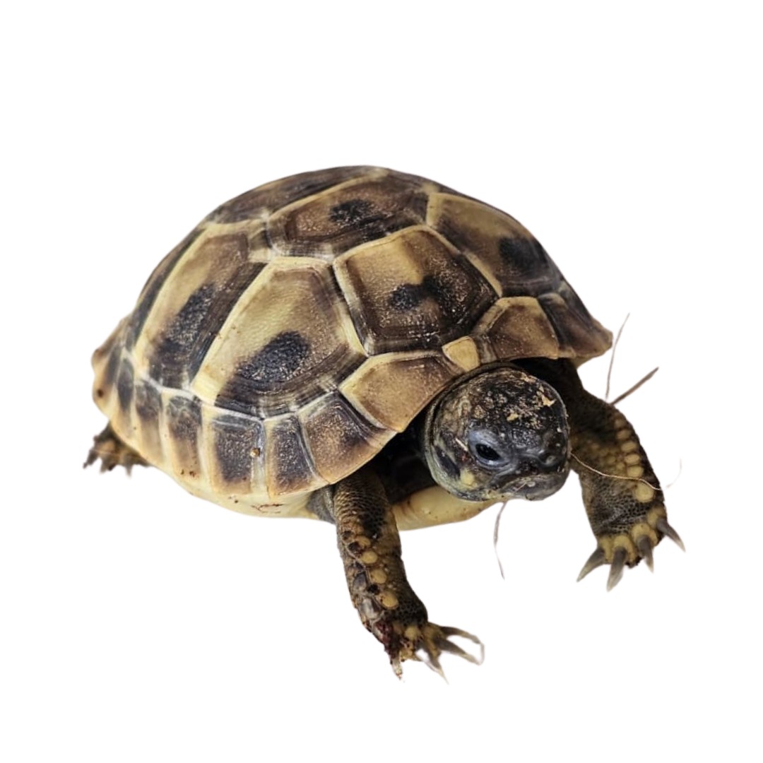 Tortuga rusa